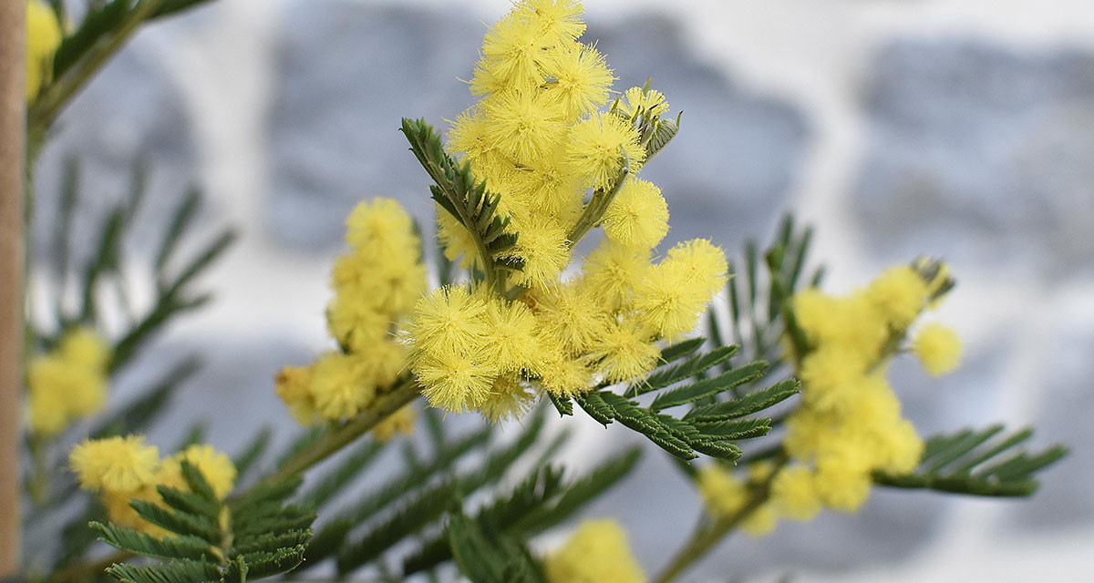 Focus et infos sur le mimosa 'le gaulois'