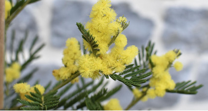 Focus et infos sur le mimosa 'le gaulois'