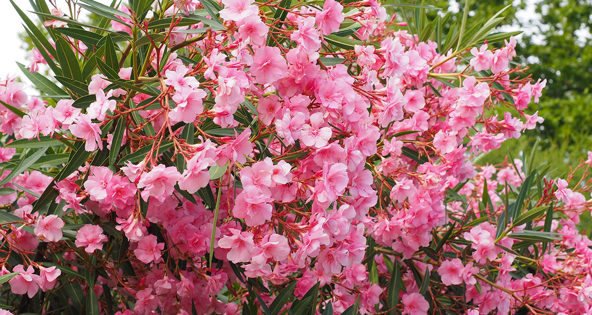 Focus et infos sur le Laurier rose &agrave; fleurs simples roses