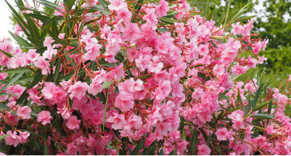 Focus et infos sur le Laurier rose &agrave; fleurs simples roses