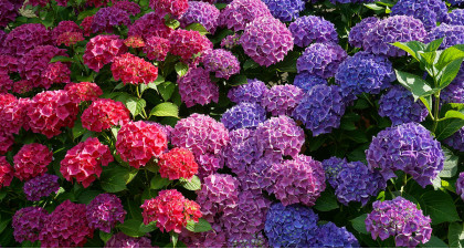 Focus et infos sur l'Hortensia