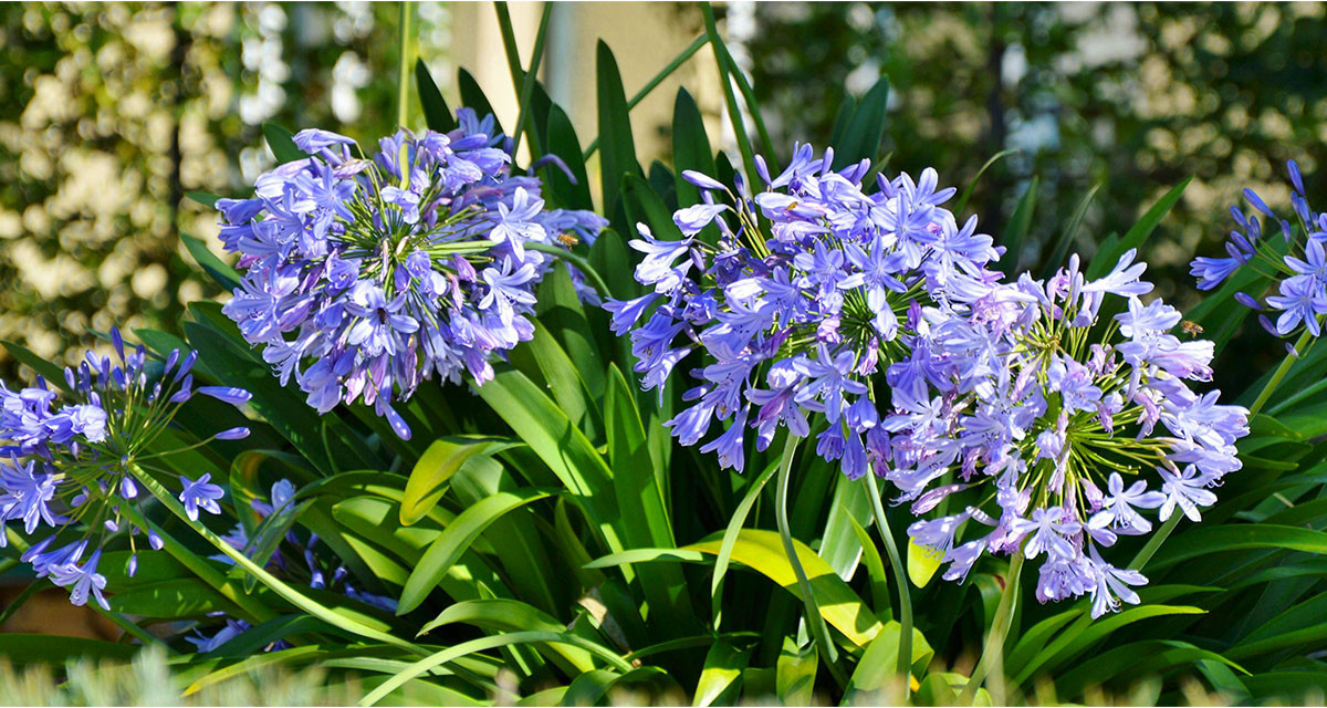 Focus et infos sur l'Agapanthe