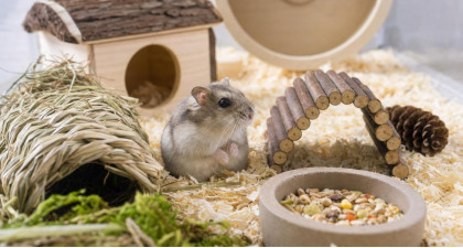 Hamster de Chine : pr&eacute;parer son habitat et ses soins
