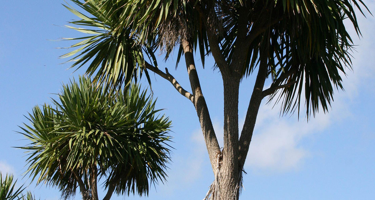 Focus et infos sur le Cordyline australis albertii