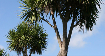 Focus et infos sur le Cordyline australis albertii