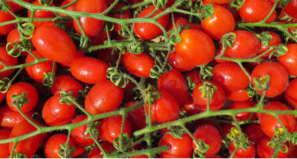 Focus et infos sur la Tomate cerise 