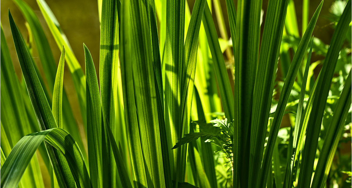 Focus et infos sur le Carex oshimensis Everillo