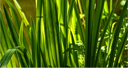 Focus et infos sur le Carex oshimensis Everillo