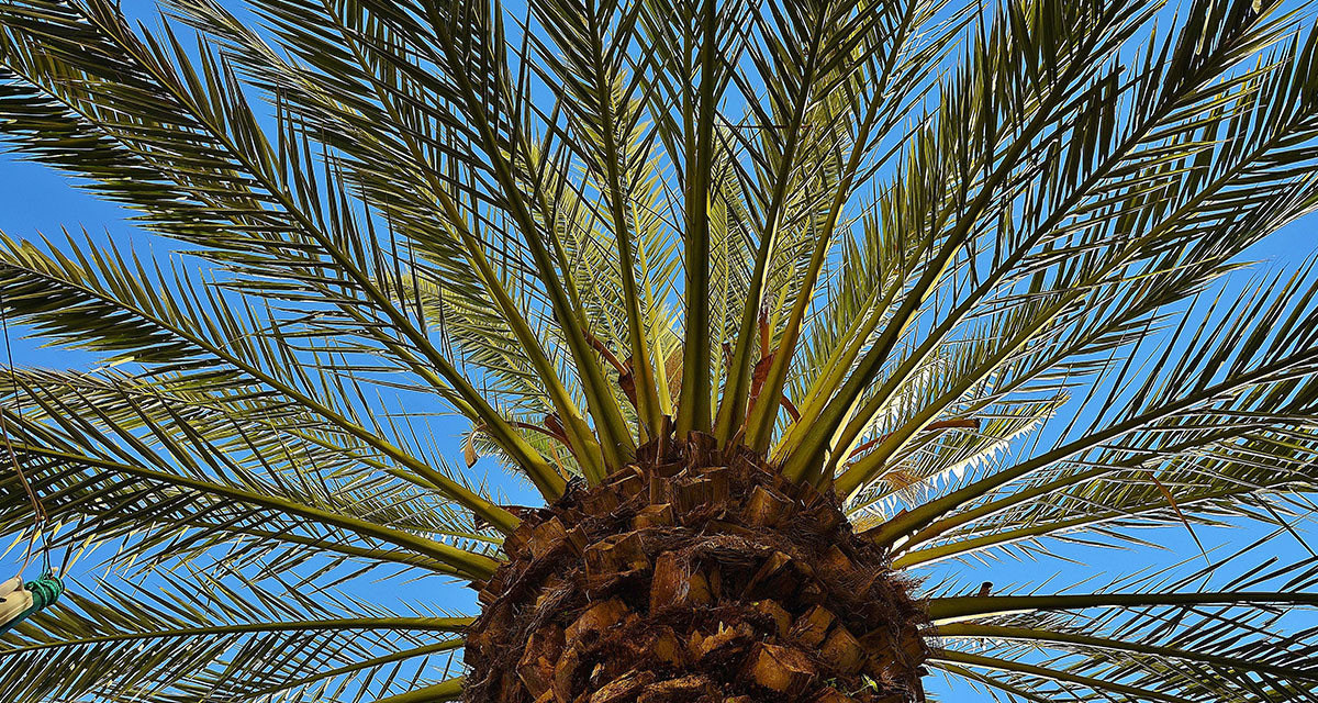 Focus et infos sur le Palmier des canaries