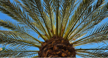 Focus et infos sur le Palmier des canaries
