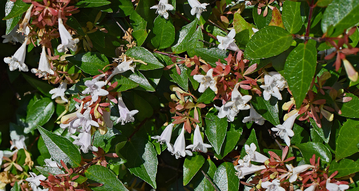 Focus et infos sur l'Ab&eacute;lia &agrave; grandes fleurs 