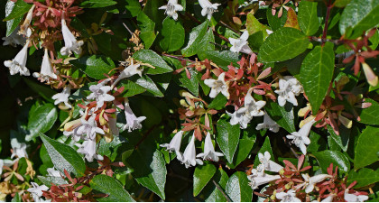 Focus et infos sur l'Ab&eacute;lia &agrave; grandes fleurs 