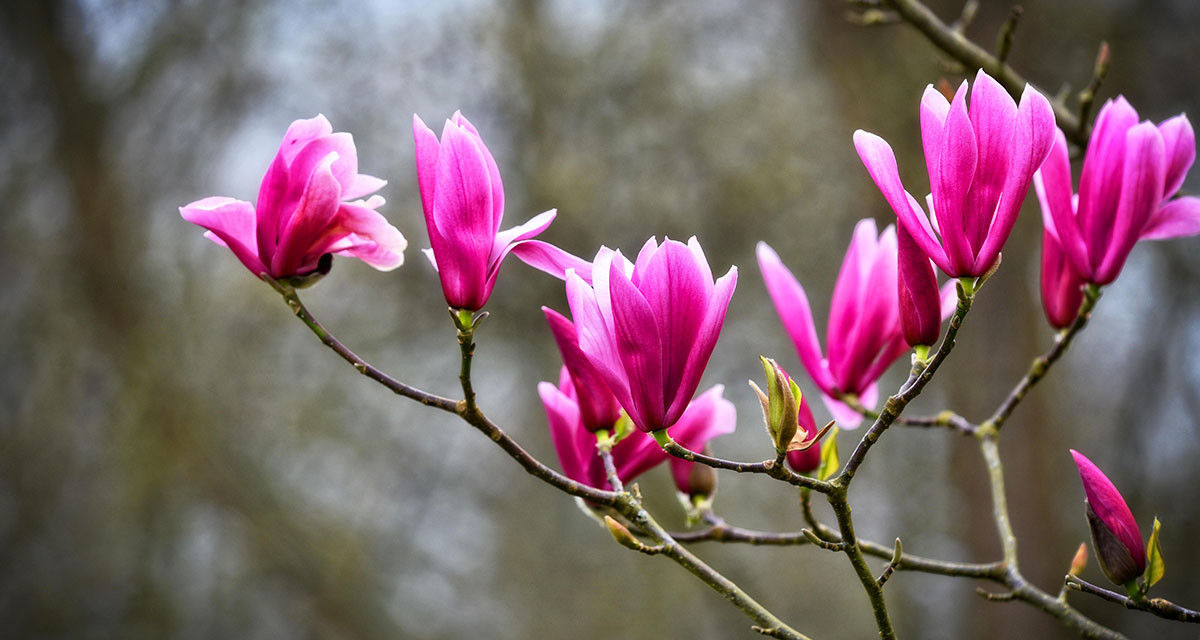 Focus et infos sur le Magnolia &agrave; fleurs de lis