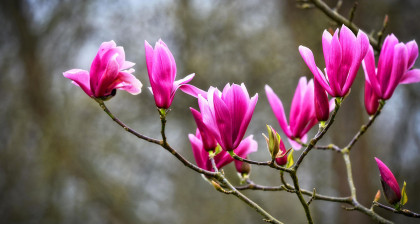 Focus et infos sur le Magnolia &agrave; fleurs de lis