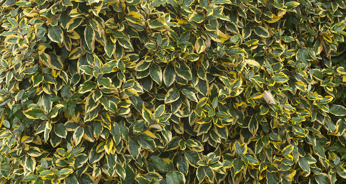 Focus et infos sur l'Elaeagnus ebbingei 'gilt edge'