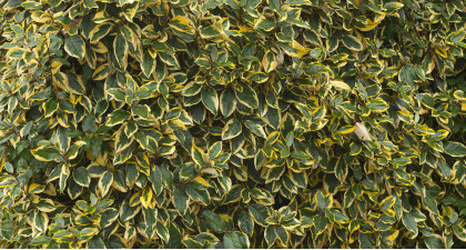 Focus et infos sur l'Elaeagnus ebbingei 'gilt edge'