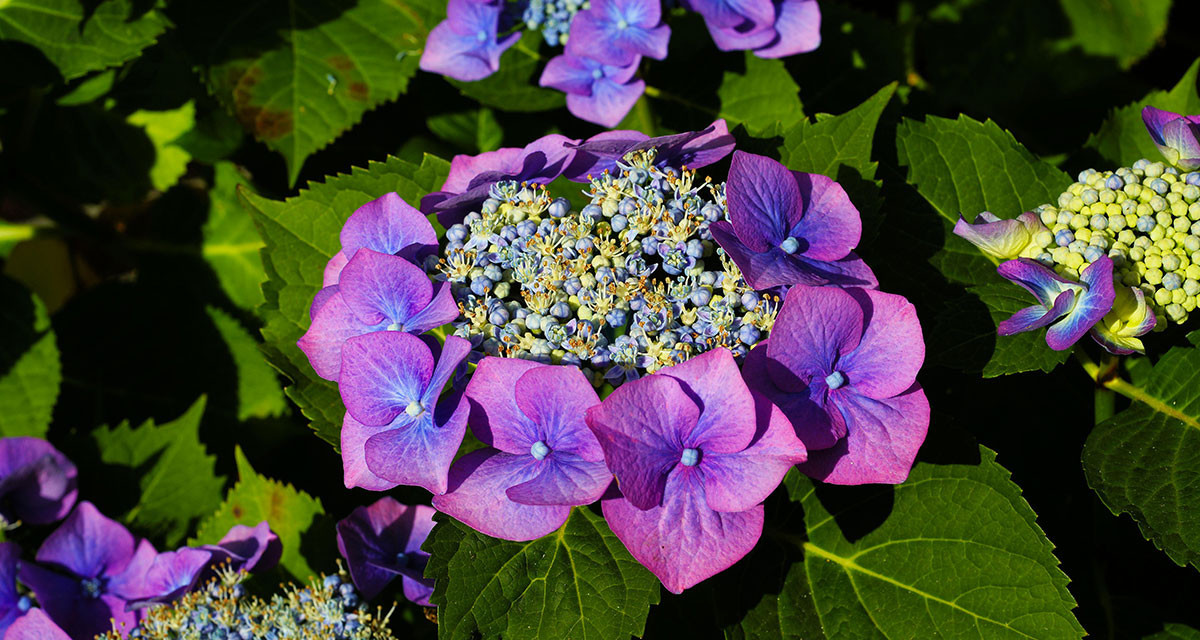 Focus et infos sur l'Hortensia 'blaumeise'