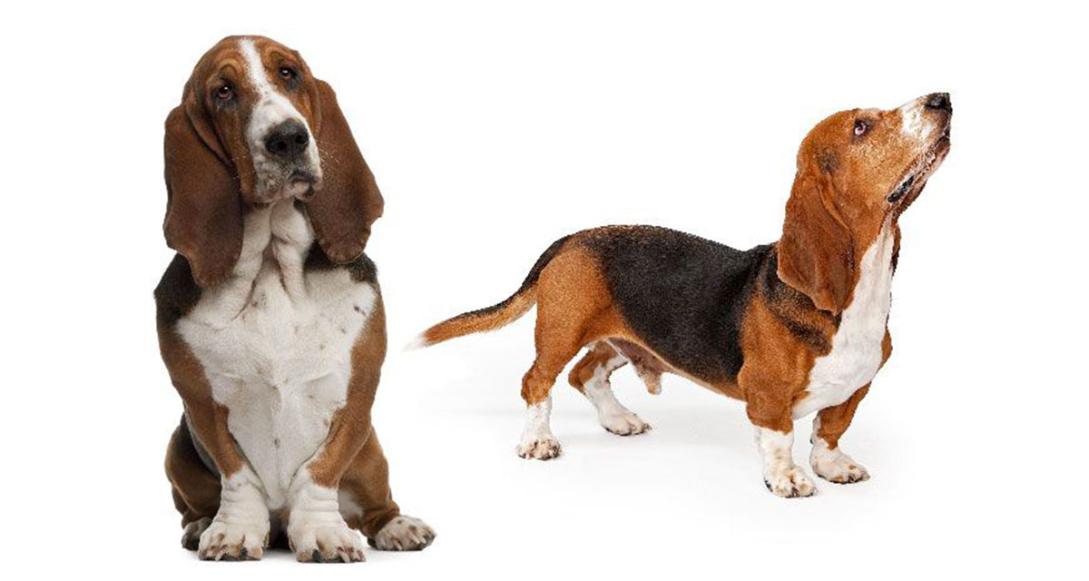 Focus et infos sur le Basset hound