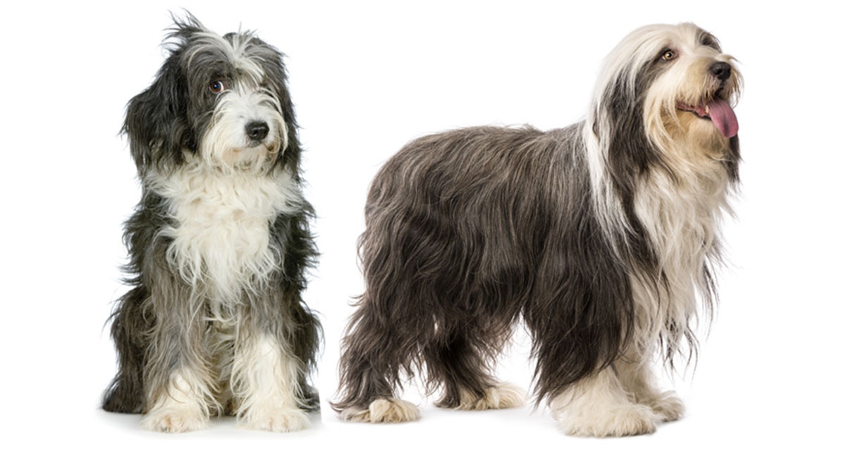 Focus et infos sur le Bearded&nbsp;collie&nbsp;